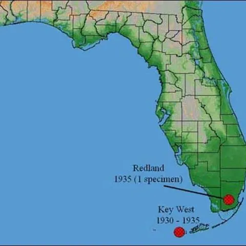 thumbnail for publication: West Indian Fruit Fly, Anastrepha obliqua (Macquart) (Insecta: Diptera: Tephritidae)